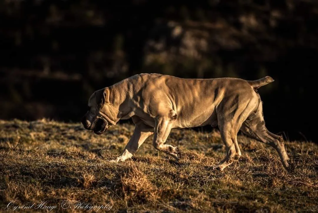 Delatro Kardo Boerboel macho 96% SABBS em pose estrutural