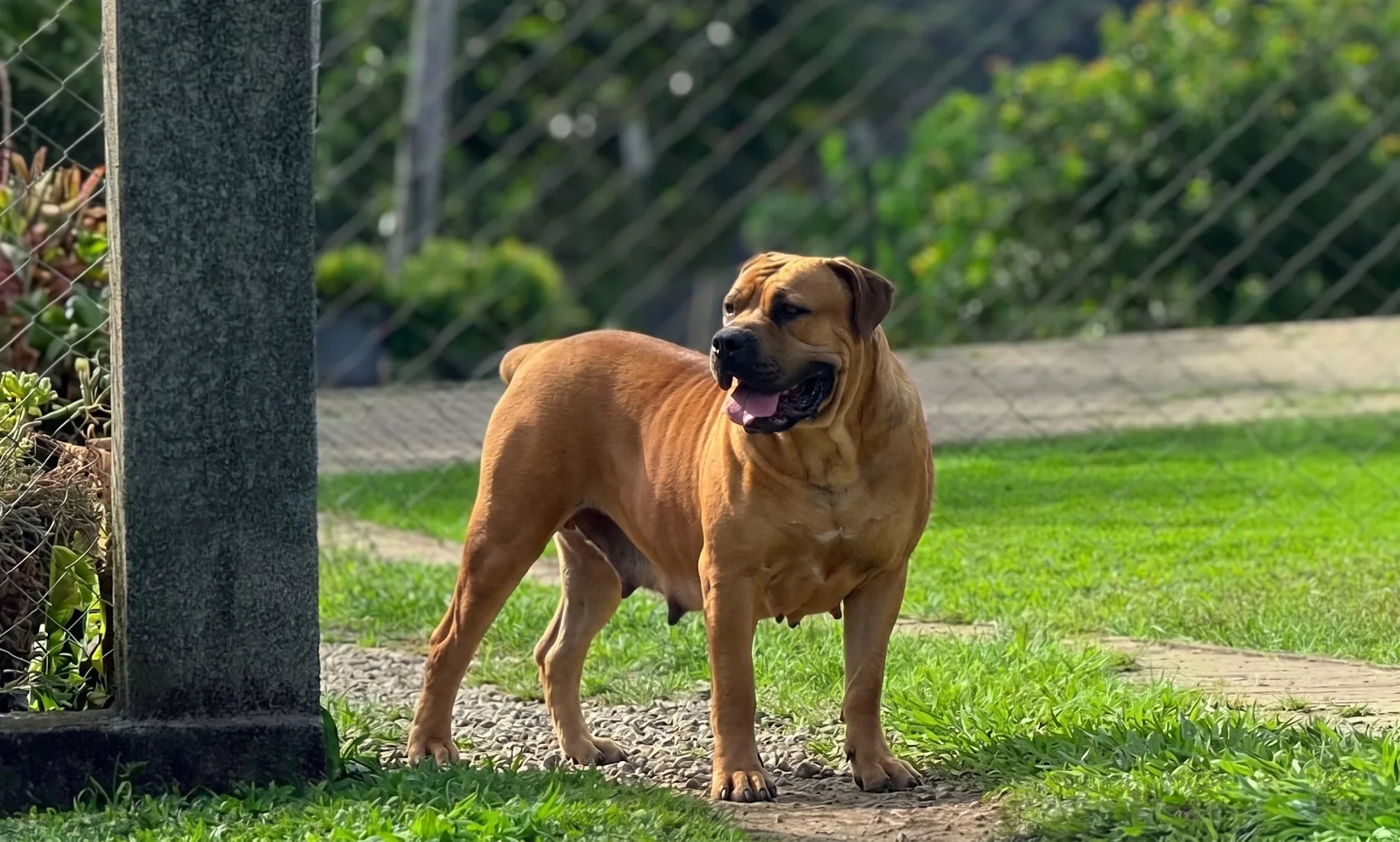 Boerboel sul-africano adulto do Canil Terra Brasa em pé sobre gramado
