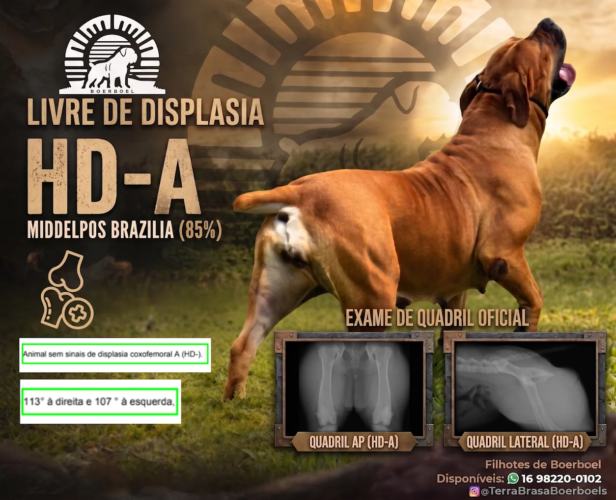 Middelpos Brazilia HD-A