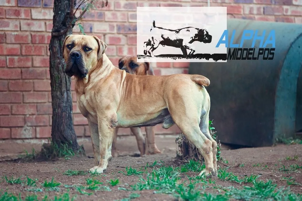 Middelpos Alpha, Boerboel sul-africano referência de estrutura e volume ósseo