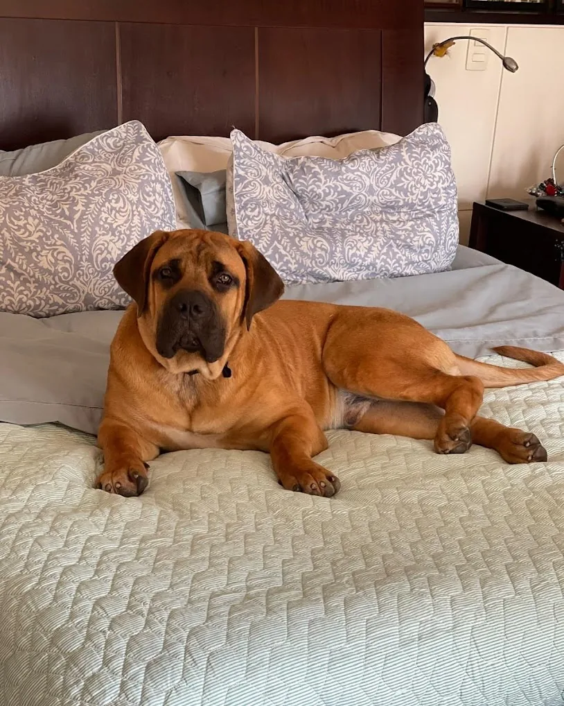 Filhote Boerboel em casa