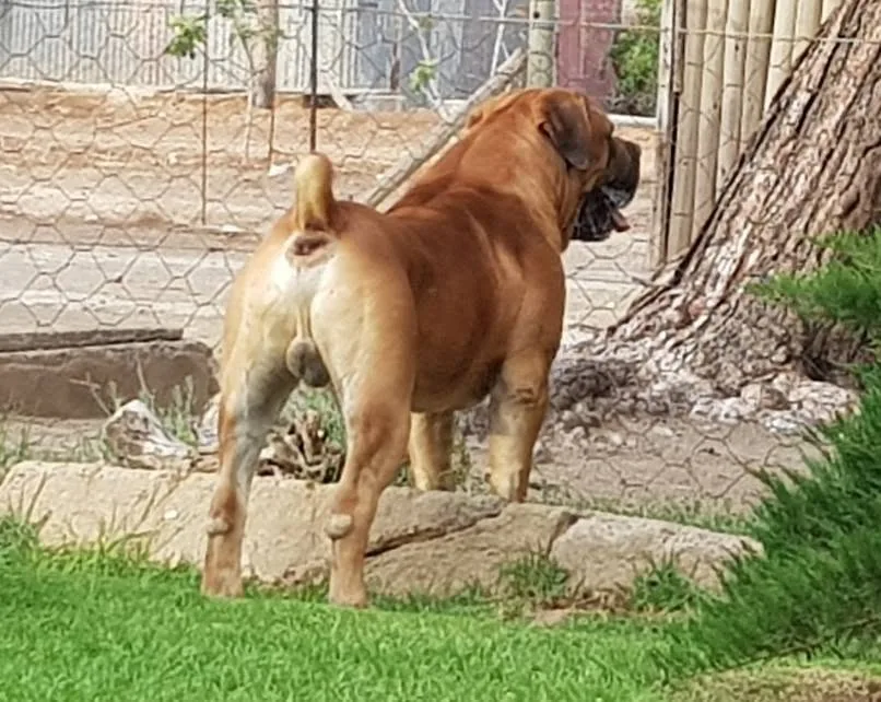 Afrika Leo 5