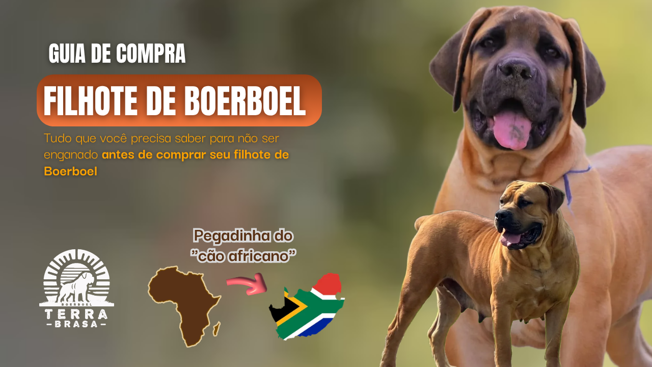 Guia de compra de filhote de Boerboel no Brasil Guia de compra de filhote de Boerboel no Brasil — Canil Terra Brasa