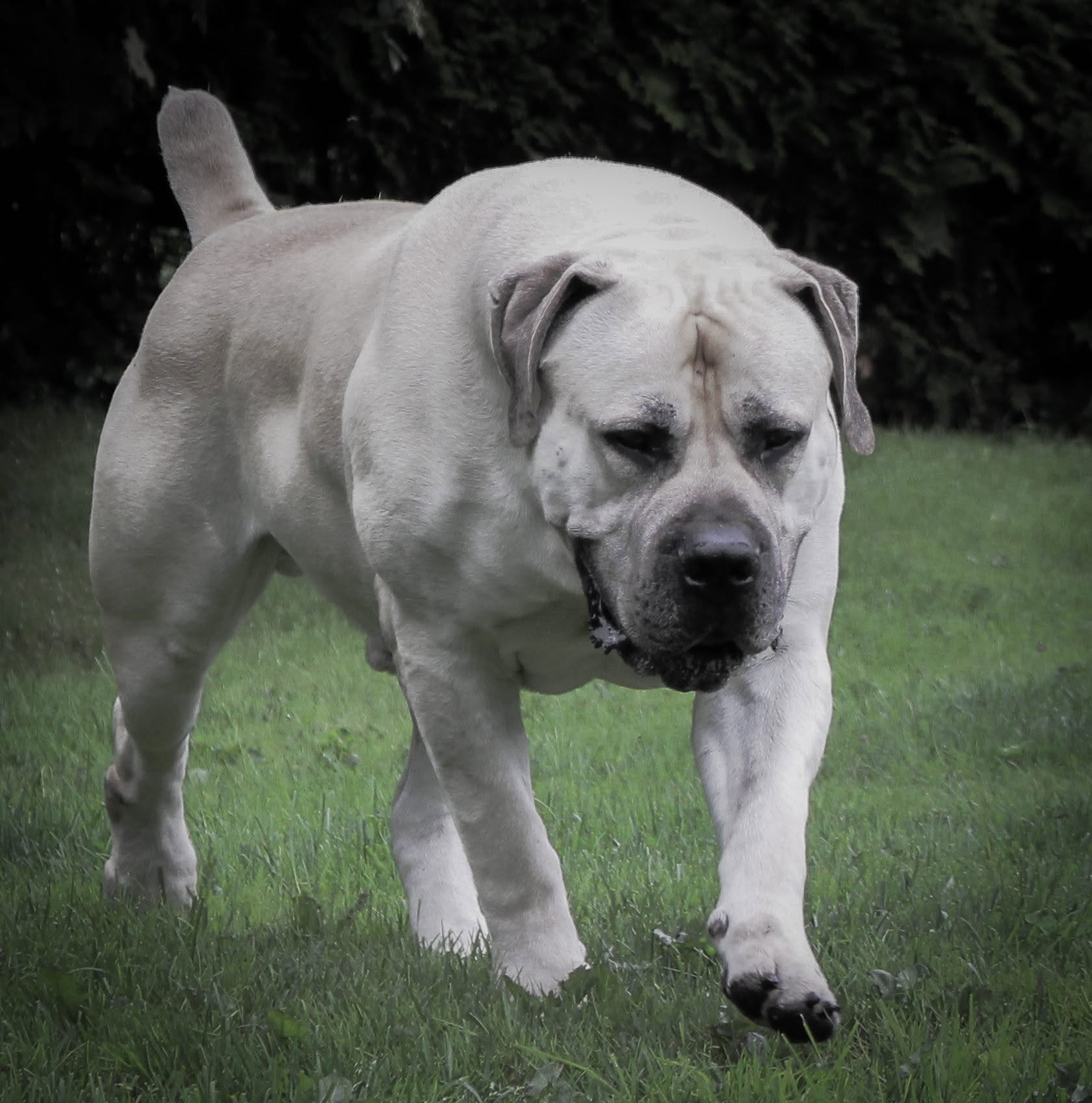 Delatro Kardo Boerboel macho 96% SABBS caminhando em close frontal
