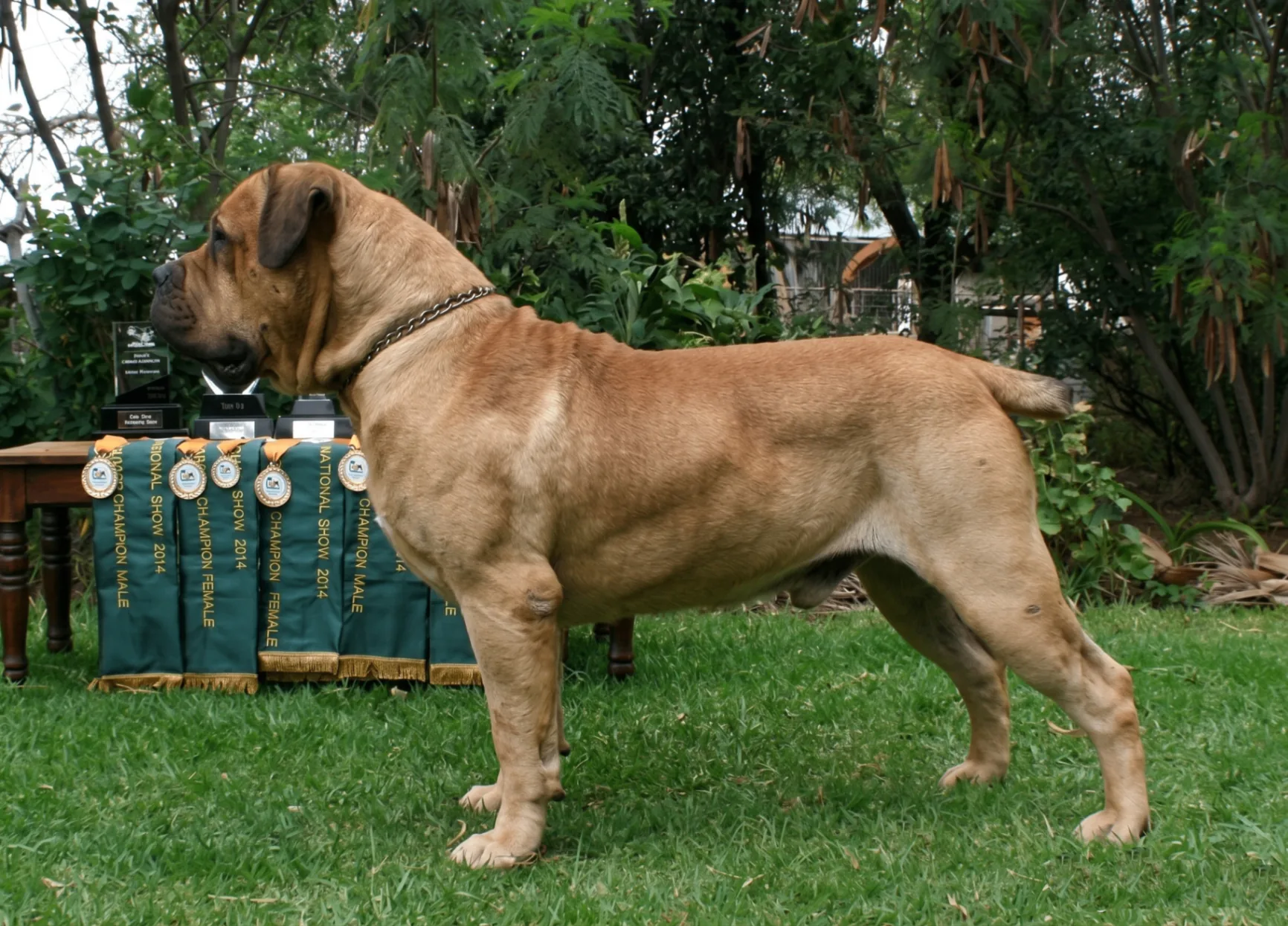 Groenberg Rambo Boerboel macho 92% SABBS em pose de avaliação