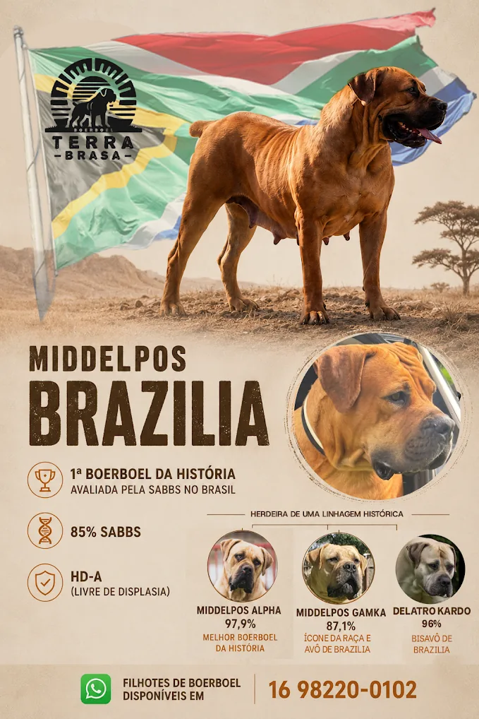 Infográfico da Middelpos Brazilia: 85% SABBS, HD-A e linhagem Middelpos