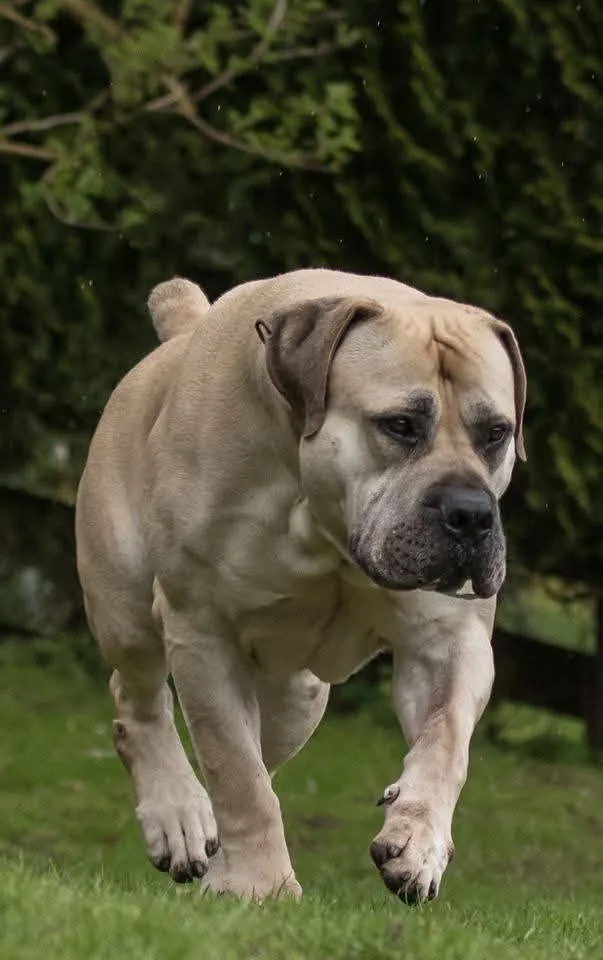 Delatro Kardo — exemplo do padrão físico do Boerboel