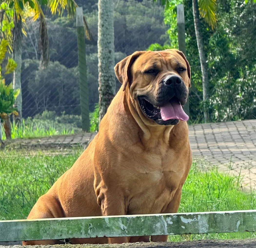 Boerboel adulto do Canil Terra Brasa sentado em área externa arborizada