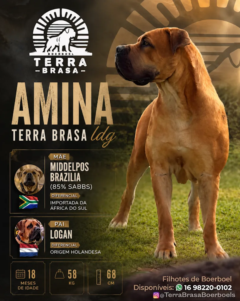 Filhote Boerboel Terra Brasa — temperamento equilibrado em família
