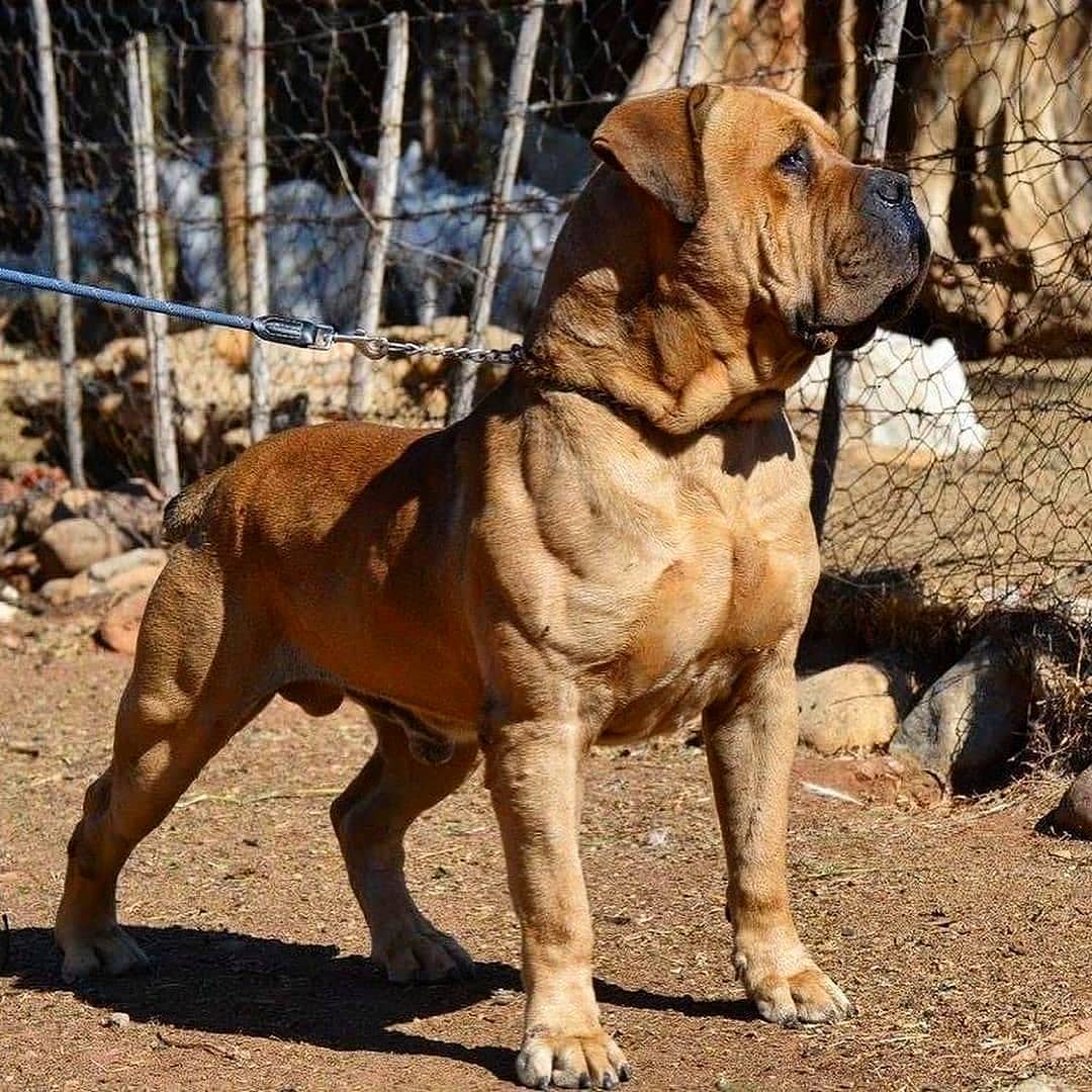 Groenberg Rambo Boerboel macho 92% SABBS estrutura completa em stack África do Sul