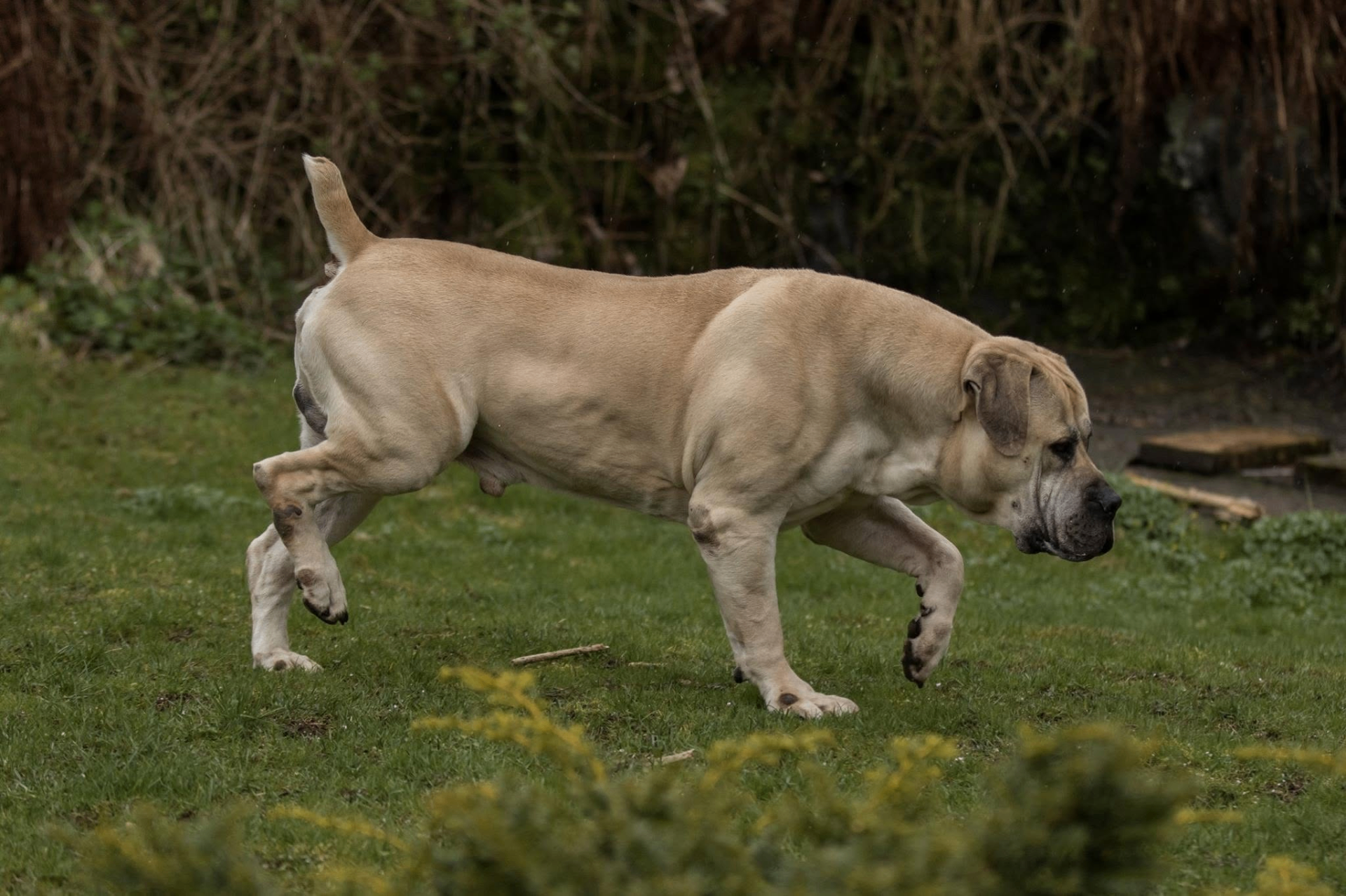Delatro Kardo Boerboel macho 96% SABBS em movimento lateral no gramado
