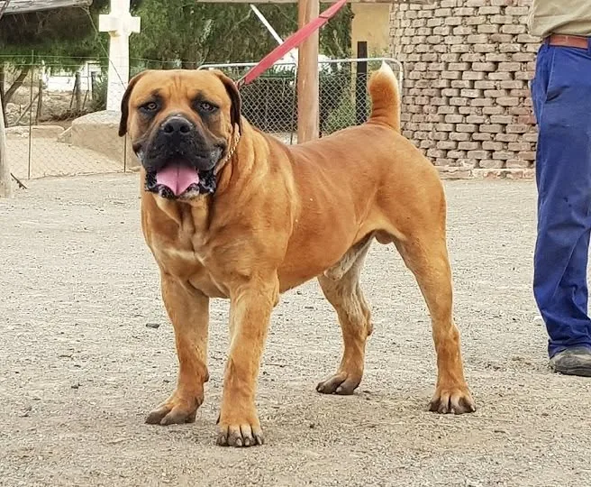 Afrika Leo 5