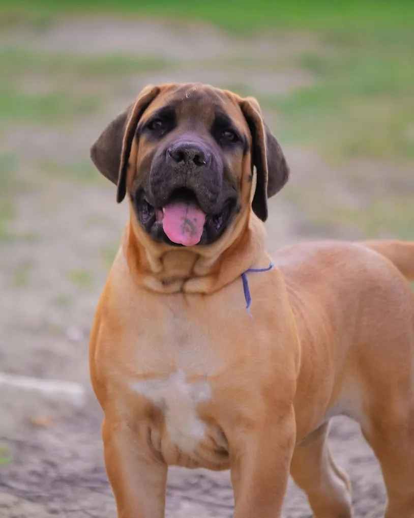 Filhote Boerboel ao ar livre