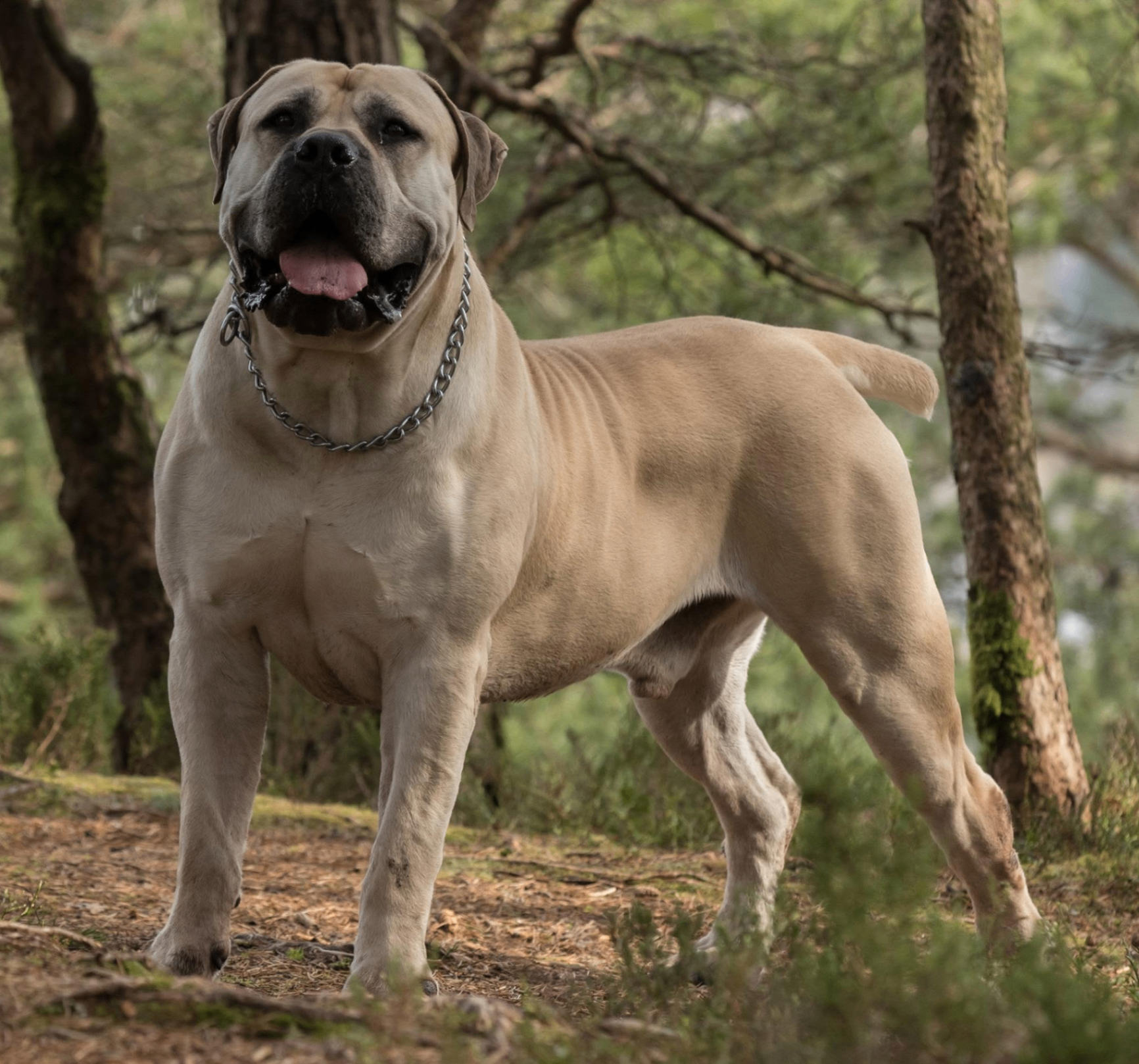 Delatro Kardo Boerboel macho 96% SABBS em retrato frontal na floresta