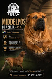 Arte Middelpos Brazilia