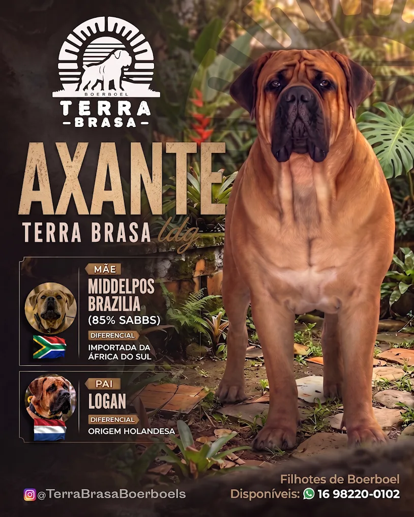 Axante Terra Brasa, macho Boerboel filho de Middelpos Brazilia com o holandês Logan