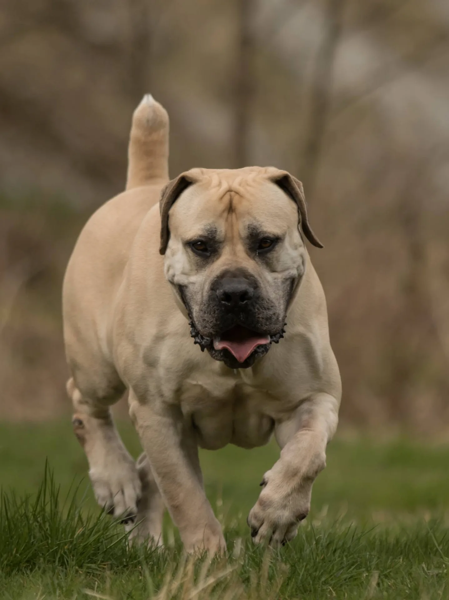 Delatro Kardo Boerboel macho 96% SABBS em movimento frontal no gramado