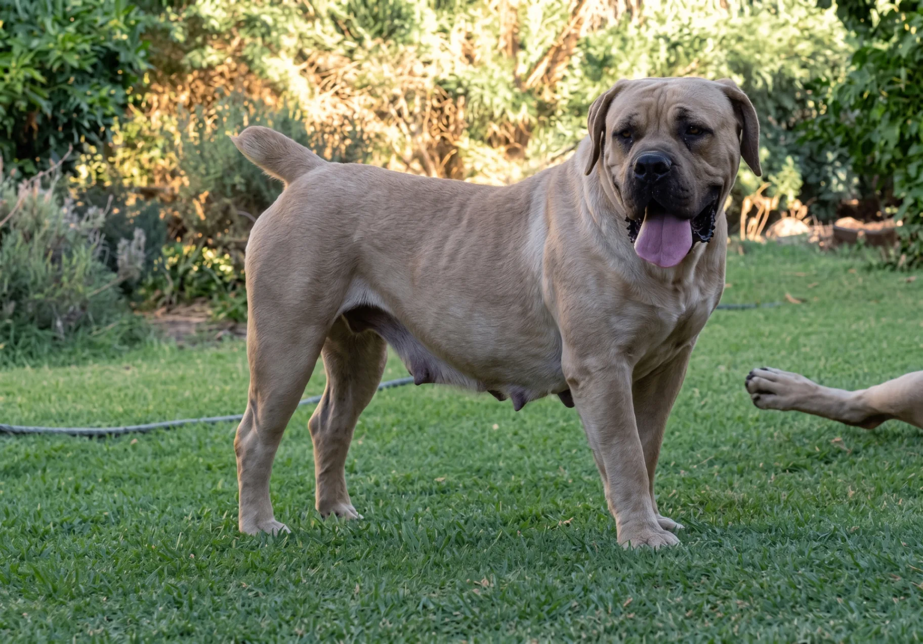 Middelpos Dixie