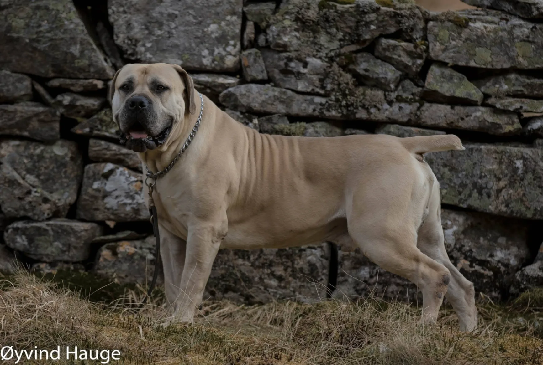 Delatro Kardo Boerboel macho 96% SABBS em stack lateral junto a muro de pedras
